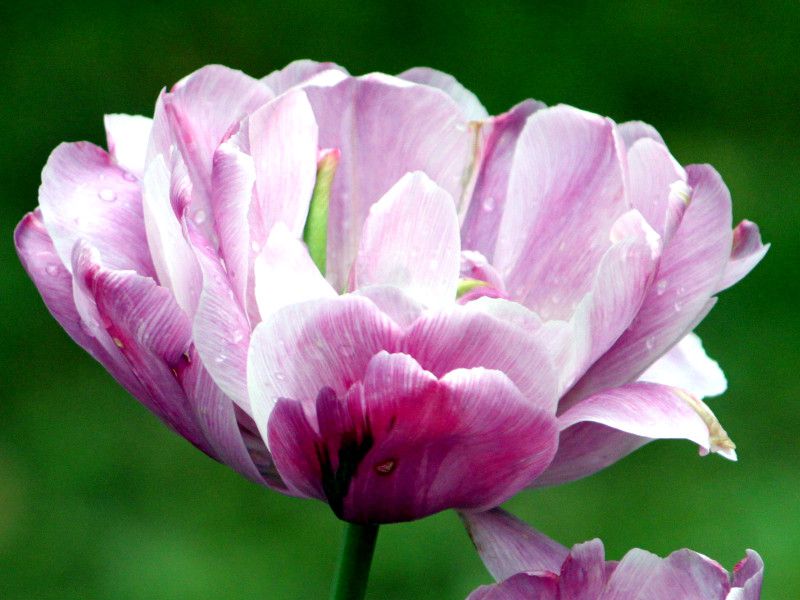 �`���[���b�v 'blue-diamond'