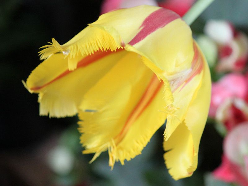 �`���[���b�v 'framenco