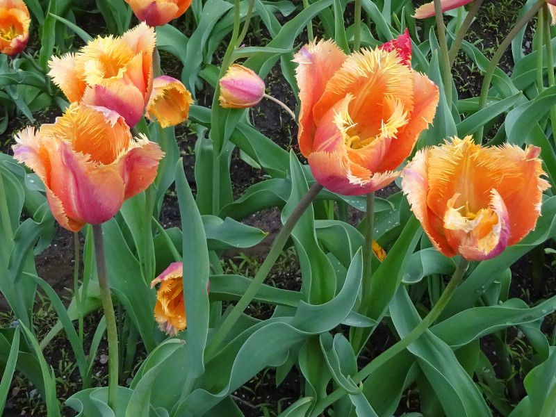 チューリップ Tulip かぎけんweb