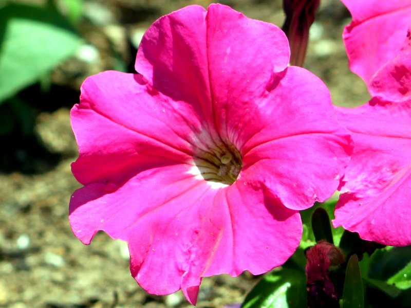 ペチュニア Petunia かぎけんweb