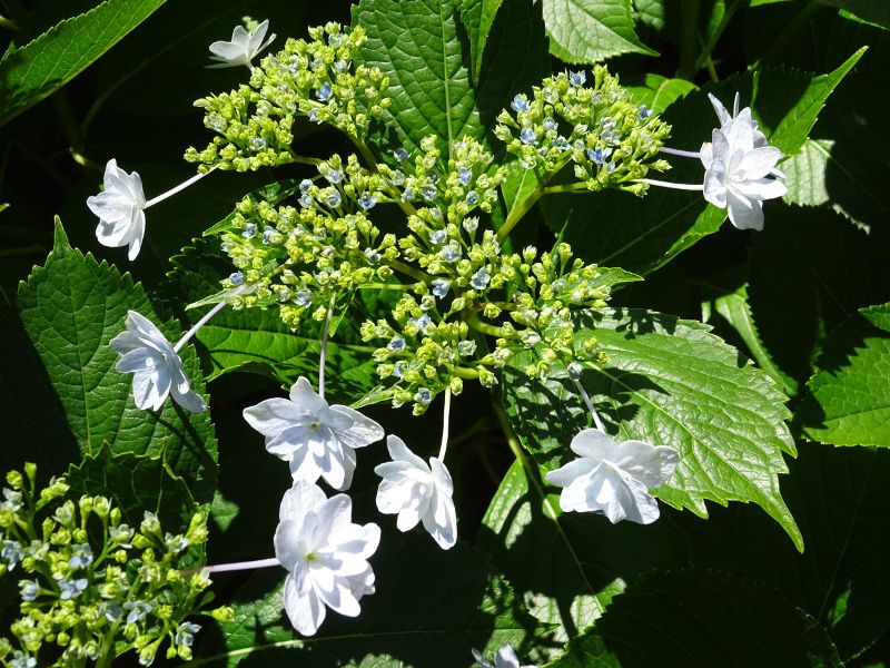 ア行の花図鑑 アイウエオ かぎけんweb ア行の花図鑑 アイウエオ かぎけんweb