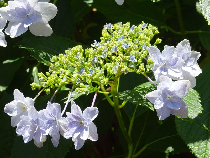 ア行の花図鑑 アイウエオ かぎけんweb ア行の花図鑑 アイウエオ かぎけんweb