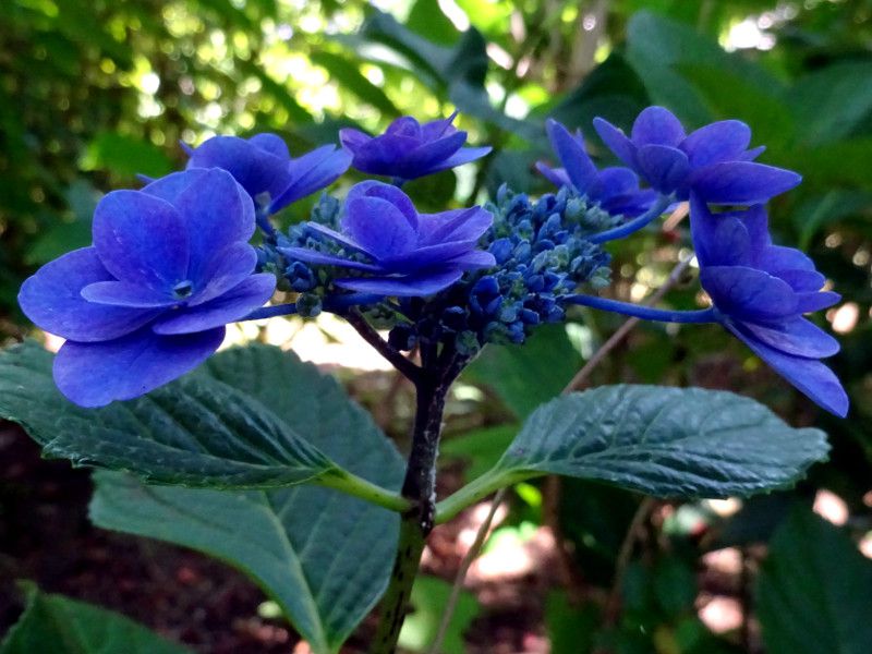ア行の花図鑑 アイウエオ かぎけんweb ア行の花図鑑 アイウエオ かぎけんweb