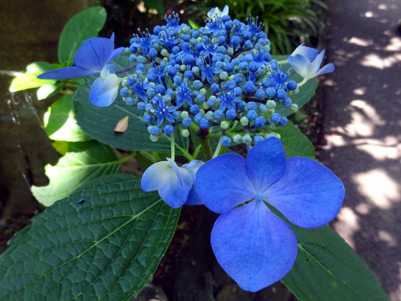 ア行の花図鑑 アイウエオ かぎけんweb ア行の花図鑑 アイウエオ かぎけんweb