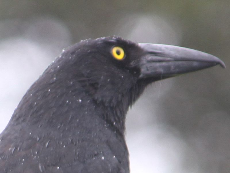 フエガラス 笛烏 カラウォン Currawong かぎけんweb フエガラス 笛烏 カラウォン Currawong かぎけんweb