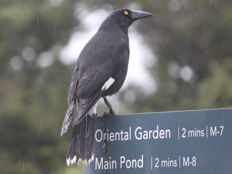 フエガラス 笛烏 カラウォン Currawong かぎけんweb フエガラス 笛烏 カラウォン Currawong かぎけんweb
