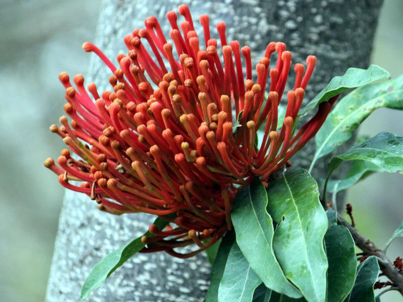 ツリーワラタ Tree Waratah かぎけんweb