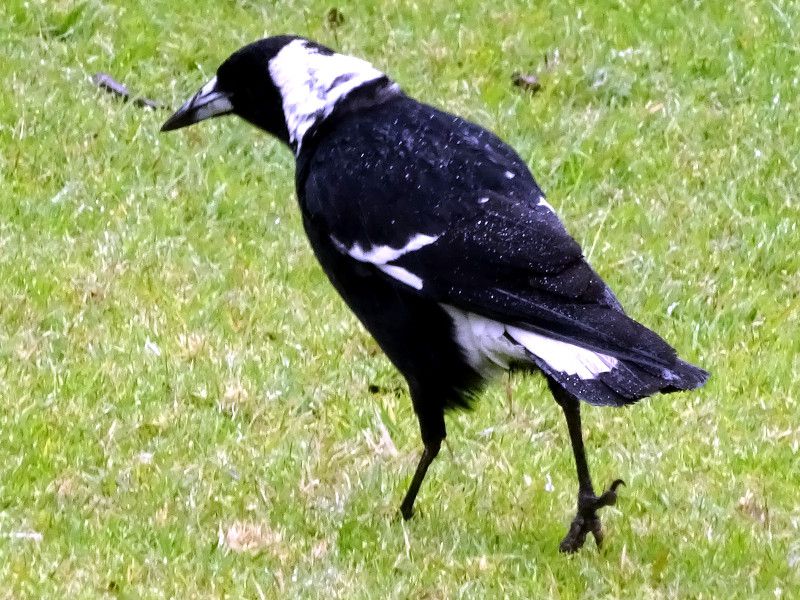 magpie