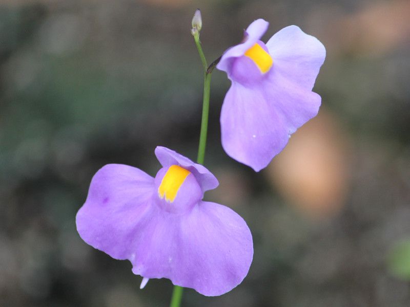 EgNAEMtHAiUtricularia longifoliaj