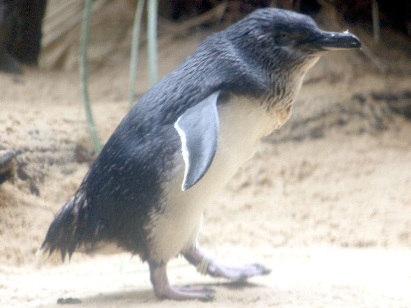 小形ペンギン