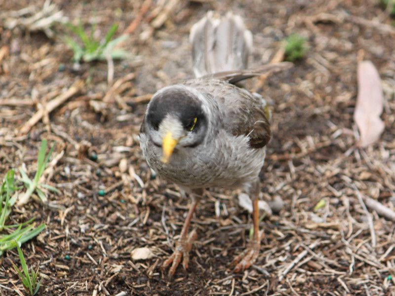 ノイジーマイナー Noisy Miner かぎけんweb ノイジーマイナー Noisy Miner かぎけんweb