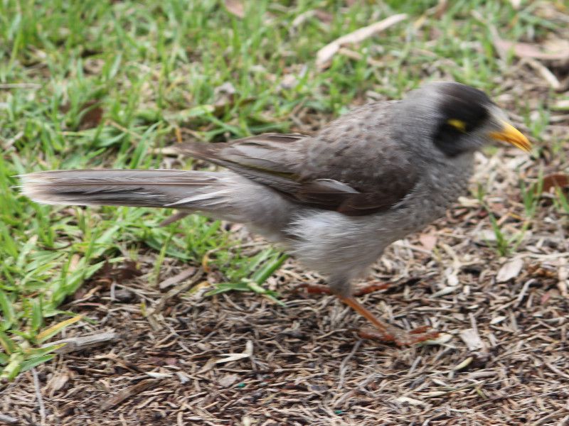 ノイジーマイナー Noisy Miner かぎけんweb ノイジーマイナー Noisy Miner かぎけんweb