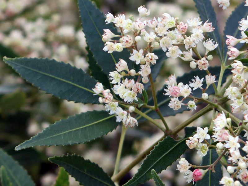 T}[NX}XubViCeratopetalum gummiferumj