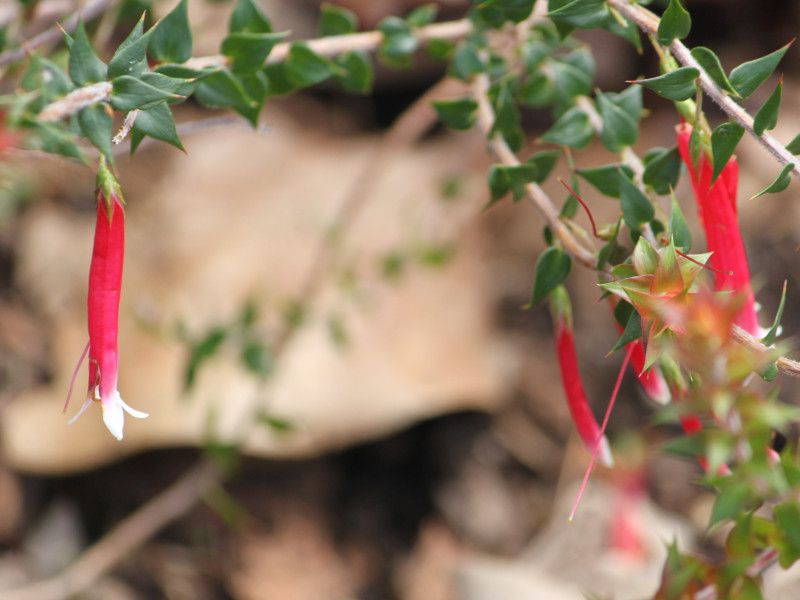 epacris longiflora(tNVAEwX)