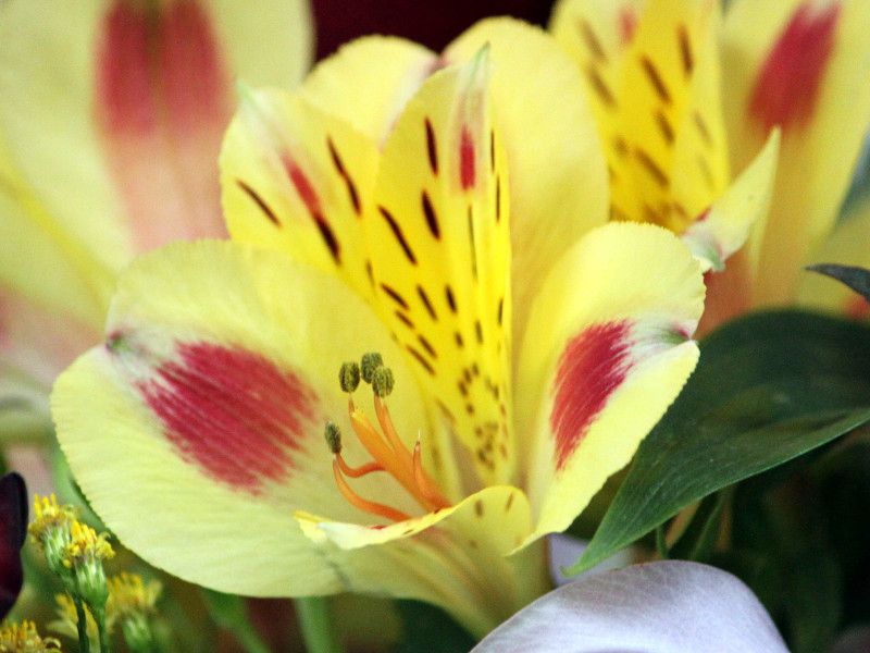 alstroemeria