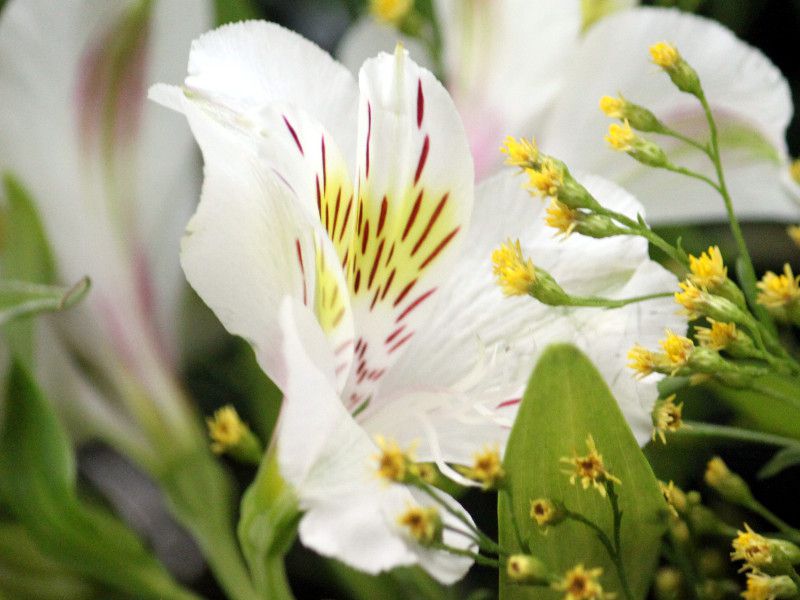 alstroemeria