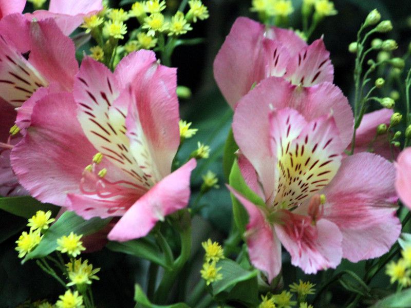 alstroemeria