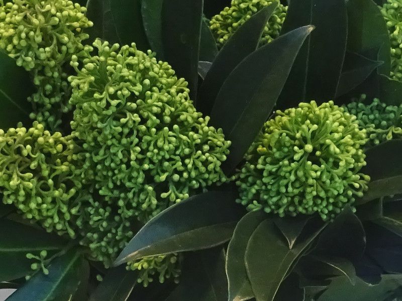 XL~AEzCgO[uEzCgO[u(Skimmia japonica 'White dwarf'