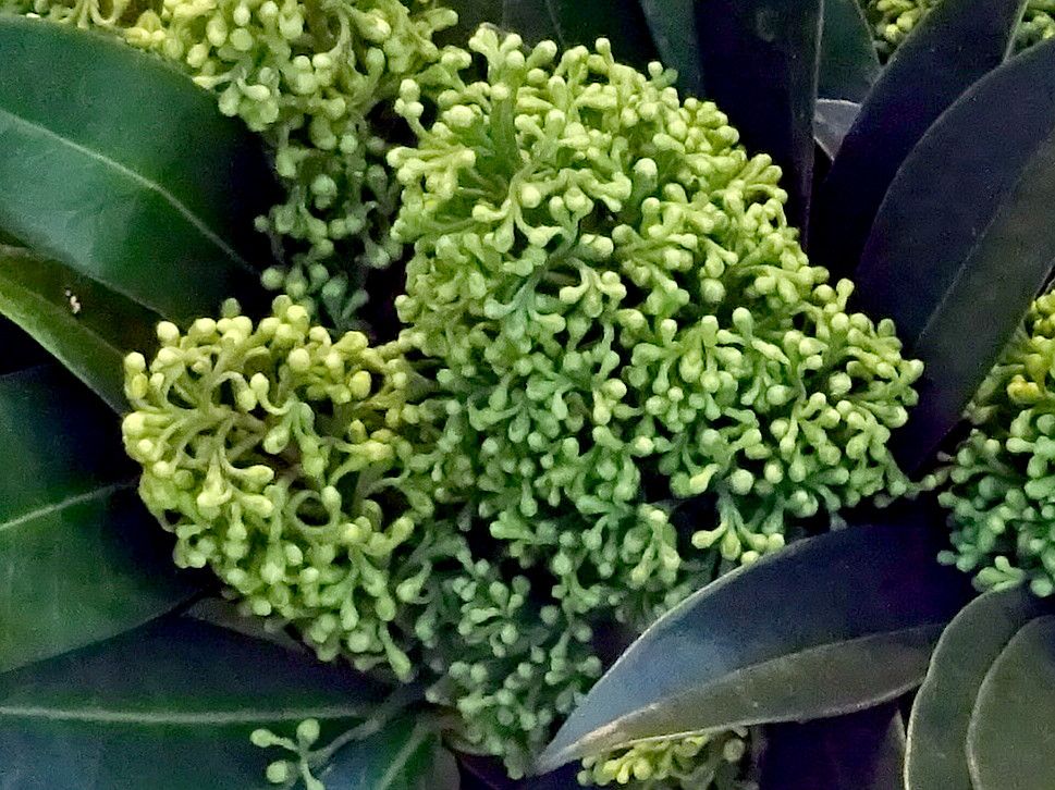 XL~AEzCgO[uEzCgO[uiSkimmia japonica 'White dwarf'