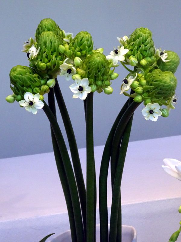 オーニソガラム アラビカム Ornithogalum Arabicum かぎけんweb