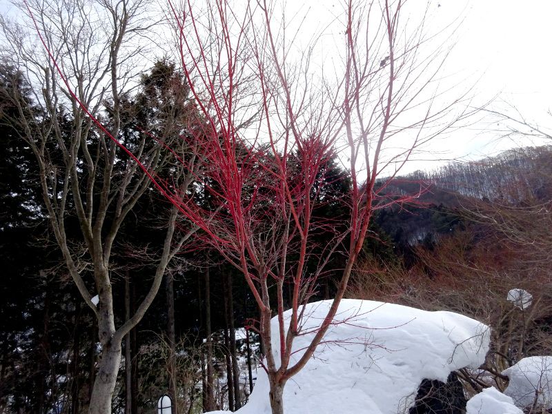 サンゴカクモミジ 珊瑚閣紅葉 かぎけんweb