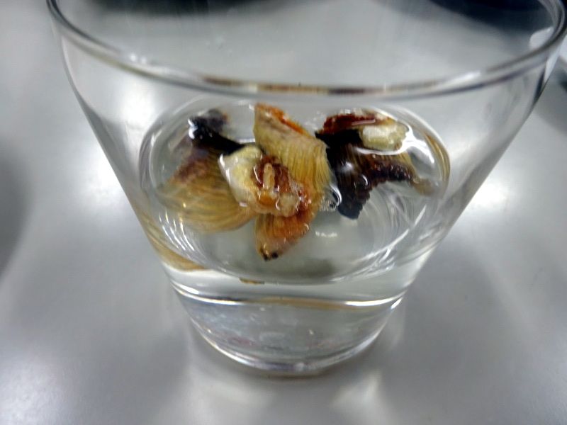 河豚特集 かぎけんweb