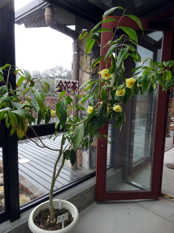 �L���J�`��