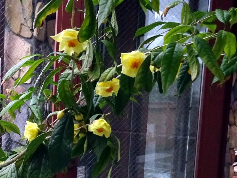 �L���J�`��