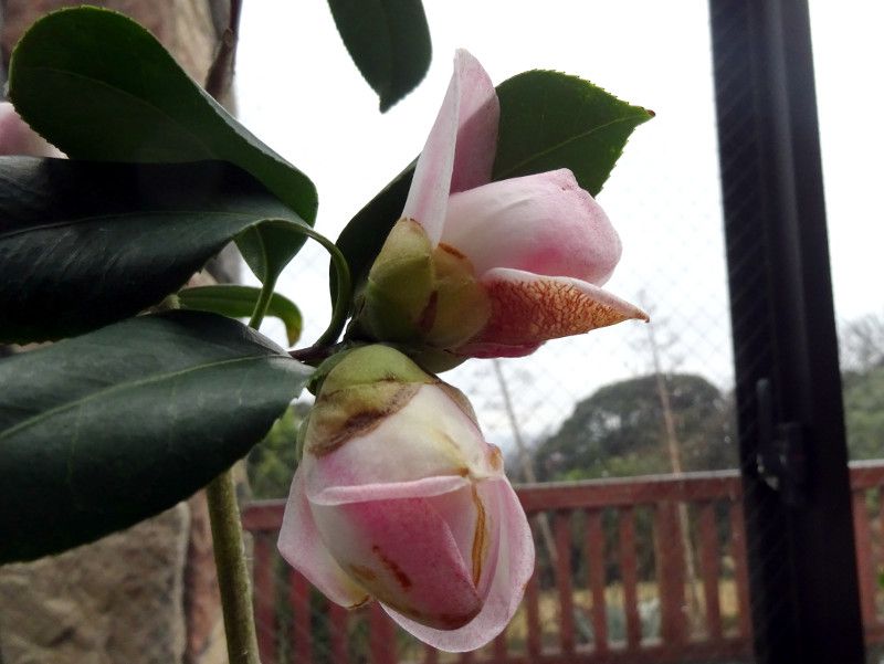 �R�V�m���C�W��