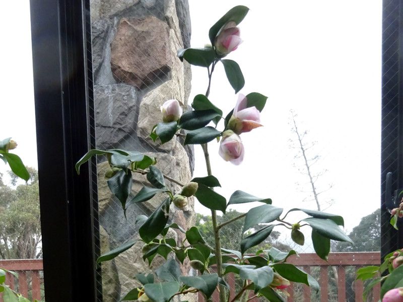 �R�V�m���C�W��