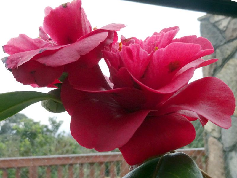 �q�C���I�L�m�C�V