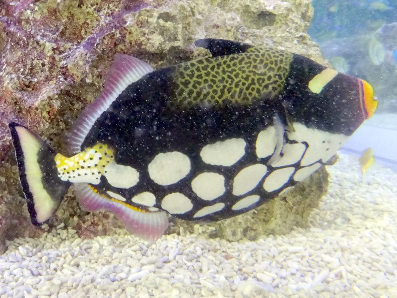 魚壁飾り　モンガラカワハギ成魚［額装］在庫現品のみ❗️ モンガラカワハギ（紋殻皮剥）【かぎけんWEB】