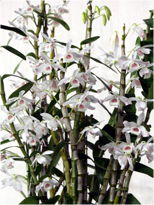 �f���h���r�E�� �m�r��