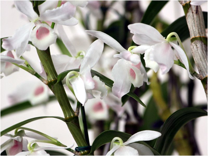 �f���h���r�E�� �m�r��