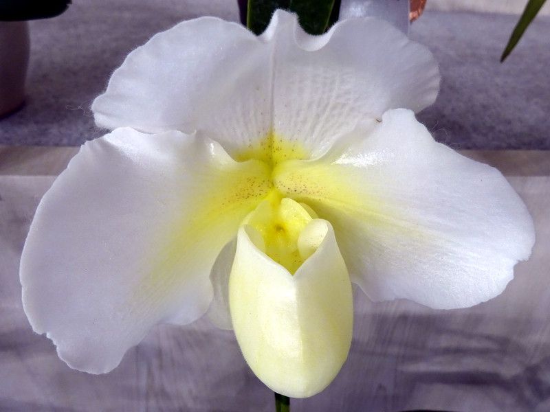 paph-premium-magic'East River'