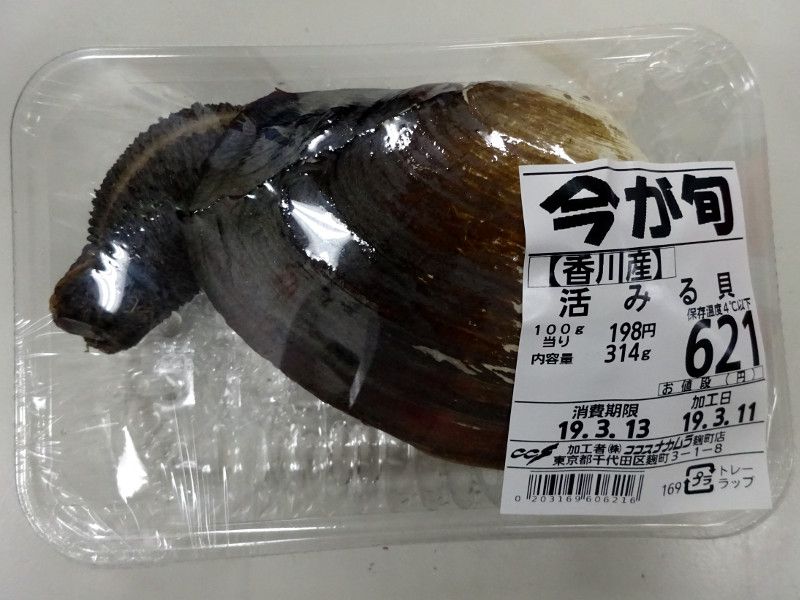 ミルクイ 海松喰 本ミルガイ 本ミル貝 かぎけんweb ミルクイ 海松喰 本ミルガイ 本ミル貝 かぎけんweb