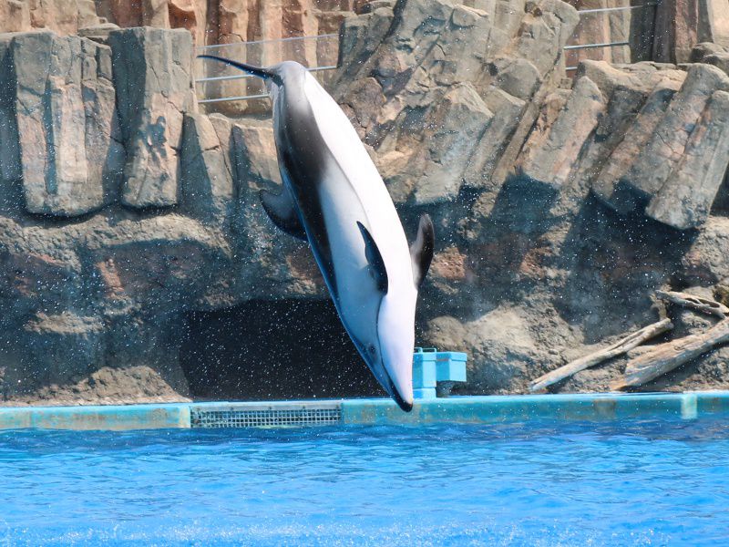 イルカ 海豚 かぎけんweb