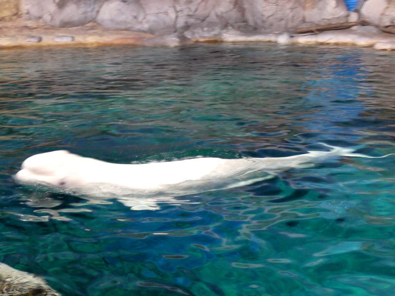 ベルーガ Beluga またの名はシロイルカ 白海豚 かぎけんweb