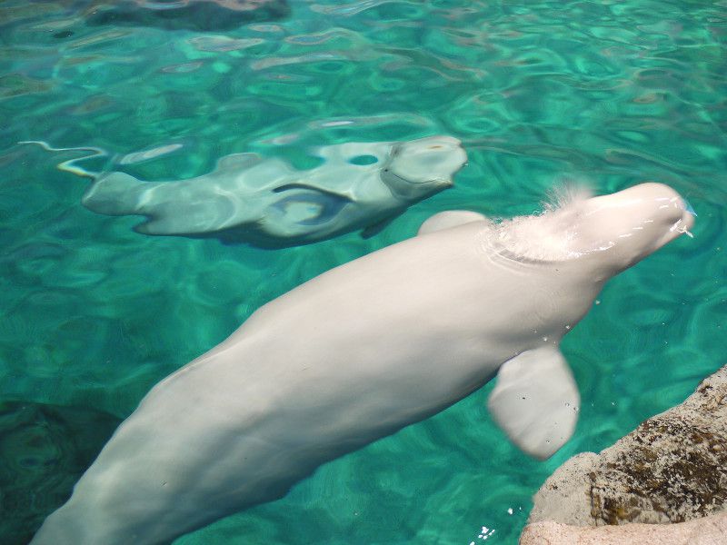 ベルーガ Beluga またの名はシロイルカ 白海豚 かぎけんweb