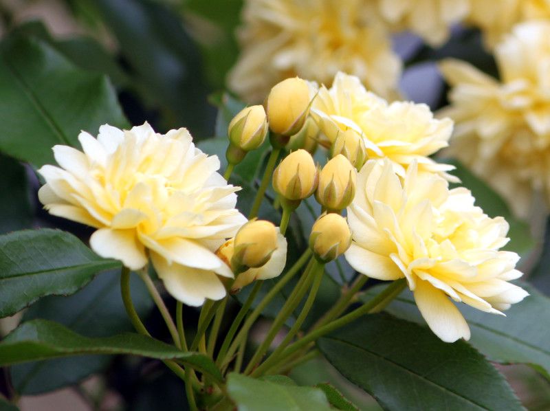 モッコウバラ 木香薔薇 かぎけんweb