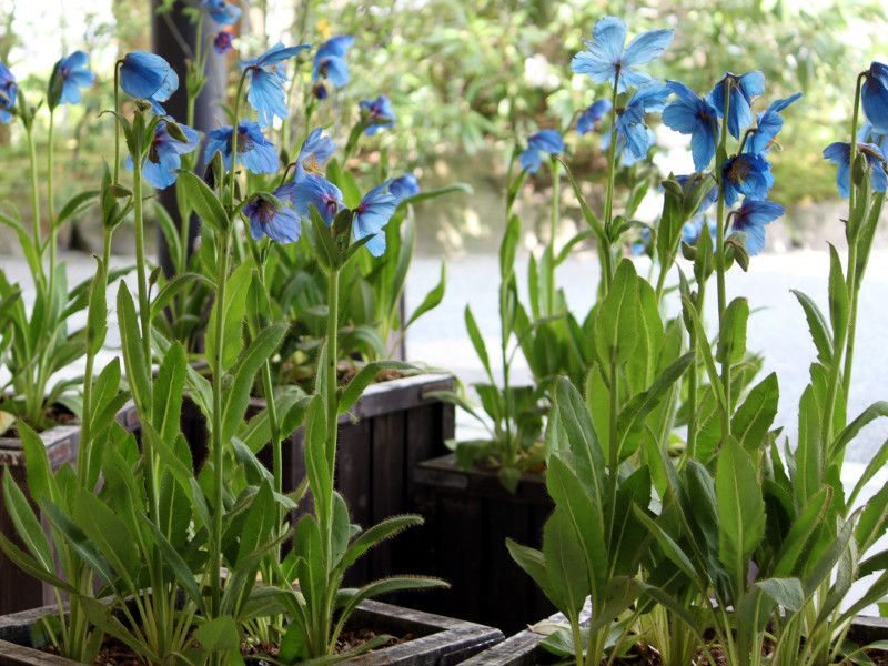 ヒマラヤの青いケシ メコノプシス グランディス Meconopsis Grandis Prain かぎけんweb