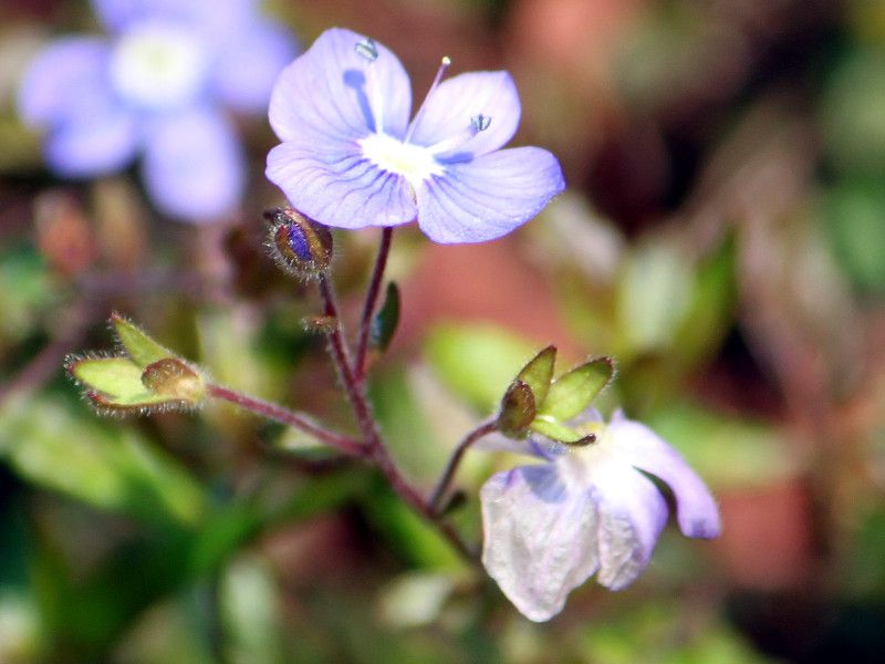 ベロニカ・オックスフォードブルー（Veronica peduncularis 'Oxford blue'）