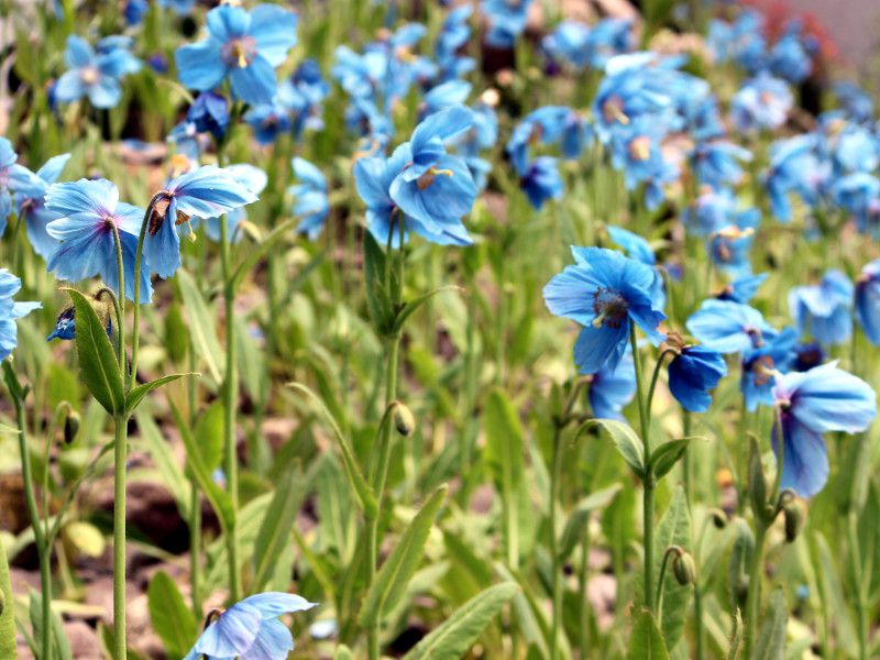 RmvVXEOfBX(Meconopsis grandis Prain) 