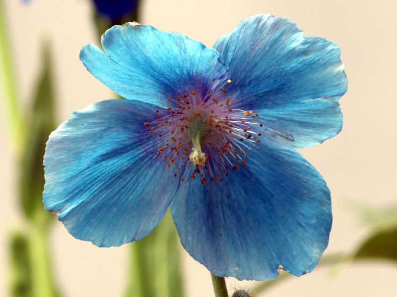 ヒマラヤの青いケシ メコノプシス グランディス Meconopsis Grandis Prain かぎけんweb