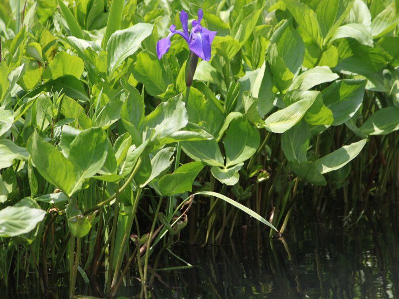 カキツバタ（杜若、燕子花、I. laevigata）