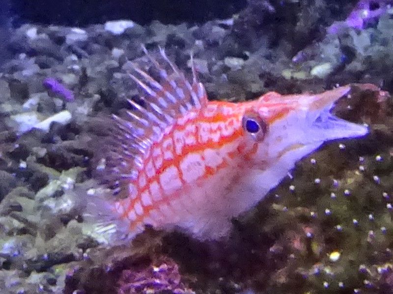 熱帯魚と水棲生物図鑑 かぎけんweb