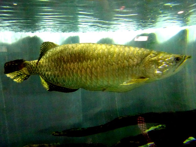 シルバーアロワナ（Silver arowana）【かぎけんWEB】