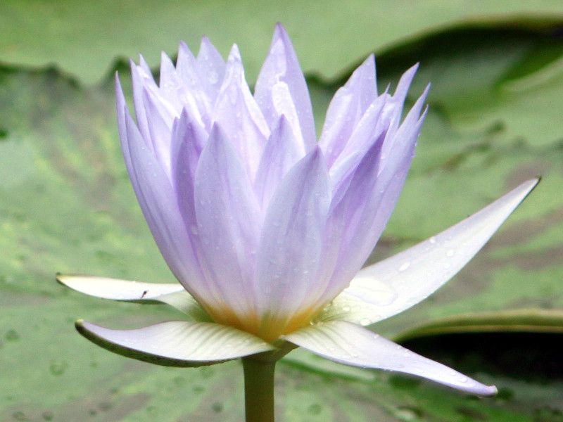 ~ZXEGh[hEzCebJ[iMrs.Edward Whitakerj