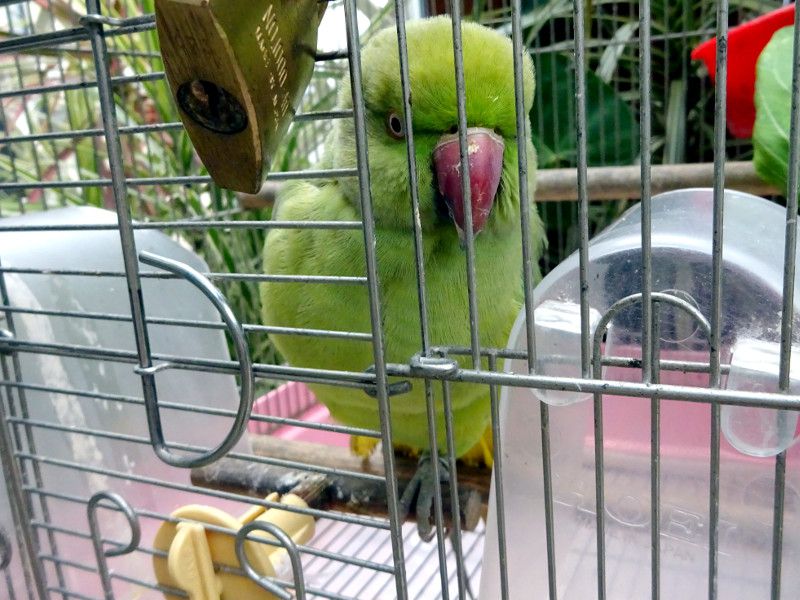 JPzZCCRi֊|{_FAw:Psittacula krameri manillensisj