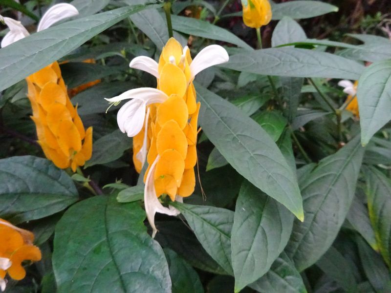 pLX^LXEeA(Pachystachys lutea)
